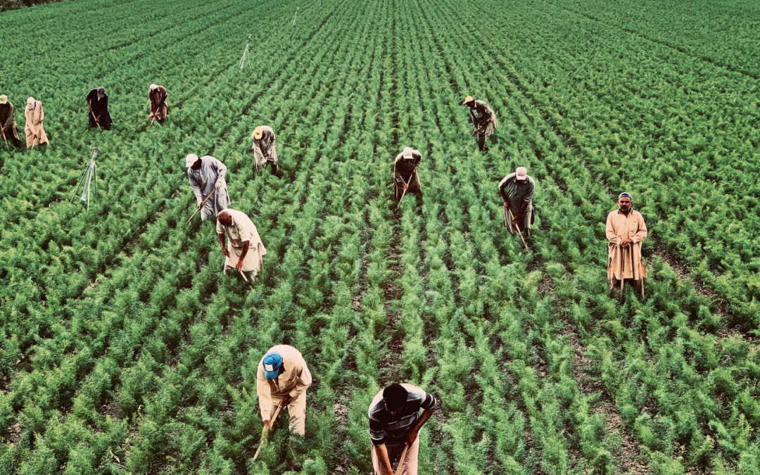 Healthcare Solutions for Seasonal Workers that Make Your Business More Competitive